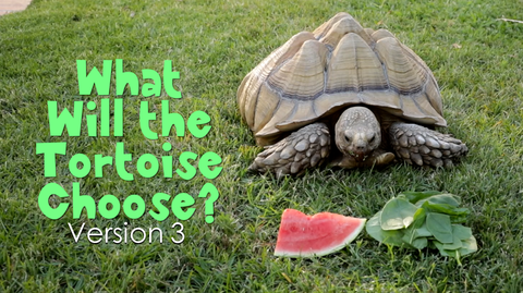 What Will the Tortoise Choose [Version 3] Crowd Breaker Game